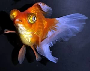 Auratus Gallery: Goldfish. Red and White Butterfly Moor variety