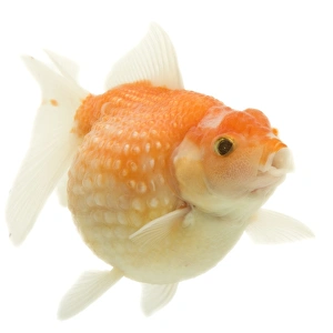Images Dated 28th December 2006: Goldfish - in studio