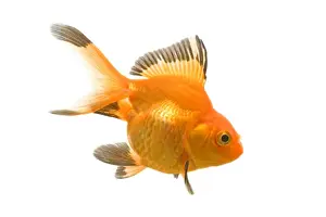 Goldfish Prints: Goldfish - studio shot