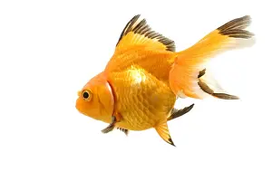 Goldfish - studio shot