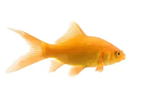 Goldfish - studio shot
