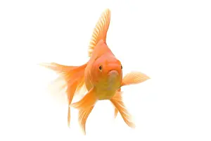 Goldfish - studio shot