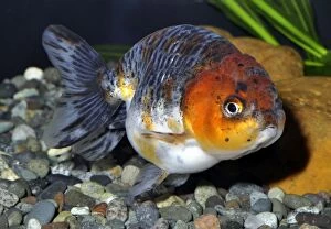 Auratus Gallery: Goldfish. Tri-colored Matt Ranchu variety