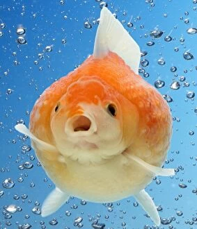 Goldfish underwater with bubbles