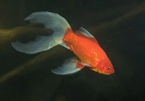 Auratus Gallery: Goldfish / Veiltail Goldfish Aquarium photography