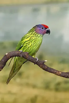 Lorikeet Prints: Goldie's Lorikeet