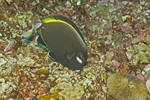 Images Dated 19th April 2007: Goldrim Surgeonfish - An aggressive species found along outer reef areas just below the surge line