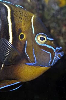 Aquarium Fish Collection: Goldtail Angelfish, Indian Ocean coastal reefs, East Africa to western Australia