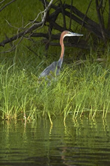 Goliath Heron (Ardea goliath), Zambezi River