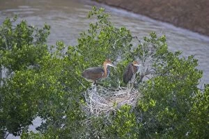 Images Dated 11th April 2007: Goliath Heron - Chicks in nest along Mara River Maasai Mara Triangle, Kenya