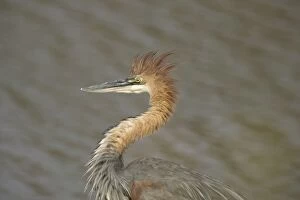 Images Dated 1st October 2006: Goliath Heron - Hunting at the bank of the Shingwedzi