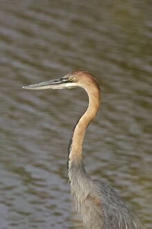 Images Dated 1st October 2006: Goliath Heron - Hunting at the bank of the Shingwedzi River