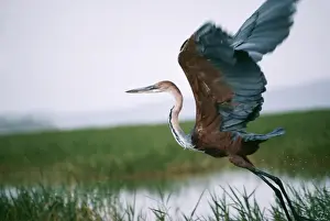Heron Prints: Goliath Heron JD 1114 Ardea goliath © John Daniels / ardea. com