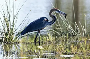 Goliath Heron Kruger National Park, South Africa