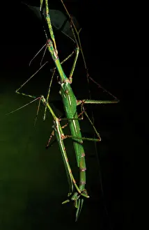 Mating Prints: Goliath stick insect - male, left