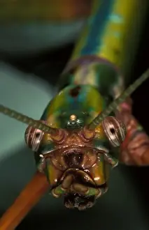 Goliath stick insect - may look like a monster but is a harmless vegetarian. Males 12-14 cm, females 17-20 cm