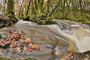 Images Dated 12th November 2012: Golitha Falls - Autumn