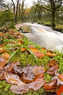 Images Dated 12th November 2012: Golitha Falls - NNR - Cornwall - UK - Autumn