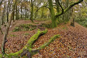 Golitha Falls - NNR - Cornwall - UK - Autumn