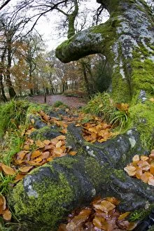 Images Dated 12th November 2012: Golitha Falls - NNR - Cornwall - UK - Autumn