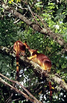 Images Dated 6th January 2009: Goodfellow's Tree-Kangaroo - female and joey, Montane forest of central cordillera