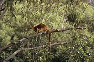 Goodfellow's Tree Kangaroo Papua New Guinea