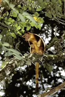 Goodfellows Prints: Goodfellow's tree-kangaroo - In tree - Montane forest of central cordillera