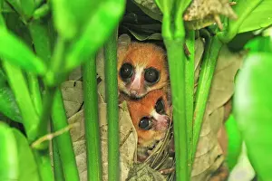 Couples Prints: Goodman's Mouse Lemur in the nest - new species discovered in Aug 2005 - Masoala National Park - Madagascar