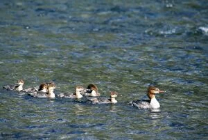 GOOSANDER DUCK - with young