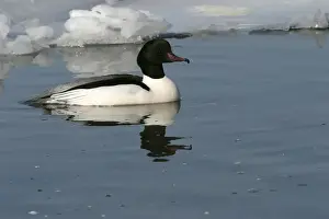 Goosander. Hokkaido, Japan
