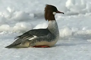 Goosander. Hokkaido, Japan