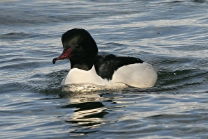 Images Dated 20th February 2004: Goosander - male. Hokkaido, Japan