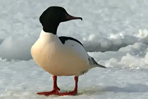 Goosander - male. Hokkaido, Japan