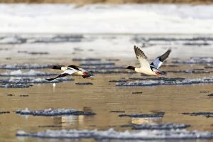 Images Dated 10th February 2012: Goosander - two males in flight over partially frozen river