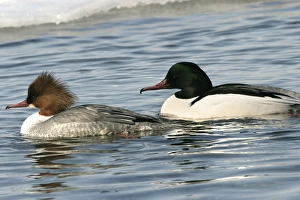 Images Dated 20th February 2004: Goosander - pair. Hokkaido, Japan