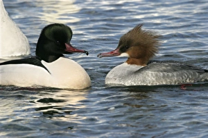 Images Dated 20th February 2004: Goosander - pair. Hokkaido, Japan