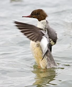 Goosander - winter - flapping wings