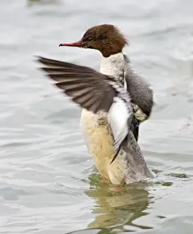 Goosanders Prints: Goosander – winter – flapping wings Bedfordshire UK 003413