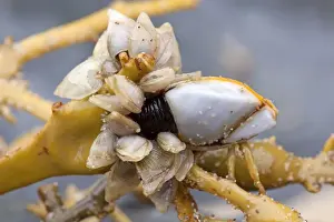 Shell Prints: Goose Barnacle - and Buoy Barnacles (smaller) (Dosima fascicularis) - attached to seaweed - Cornwall - UK