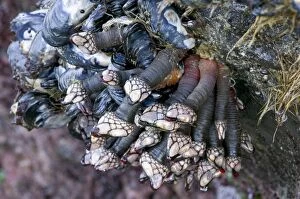 Images Dated 20th July 2005: Goose Barnacles - Oregon coast, USA _PTL0187