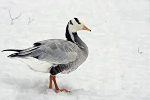 Goose - captive