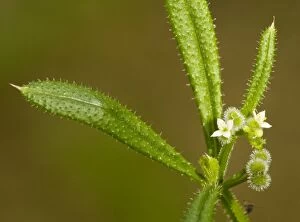 Goose grass or cleavers, with flowers and developing sticky fruit