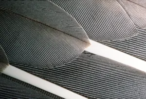 Abstract Prints: Goose Wing Feathers - Wild White Fronted Goose