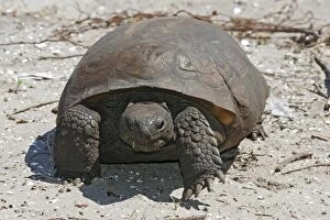 Images Dated 30th March 2005: Gopher Tortoise