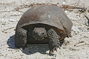 Gopher Tortoise