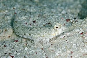 Alor Gallery: Goram Dragonet camouflaged in sand
