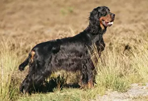Gordon Setter Dog