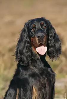 Gordon Setter Dog JD 14477E © John Daniels / ardea. com