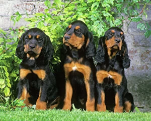 Lines Collection: Gordon Setter Dogs - 3 Puppies sitting together