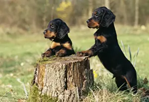 Setters Prints: Gordon Setters Dog Puppies